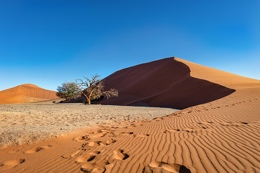 Hiker Footprints in the Sand at giant Dune 45 Desert Sand Dune. Scenic Wide Angle Panorama of the famous gigantic Desert Sand Dune 45. Tourist, Hiker Footprints in the Foreground. Star Dune 45 in Sossusvlei, Namibia, Sesriem, Namib-Naukluft Park, Namibia, South West Africa.