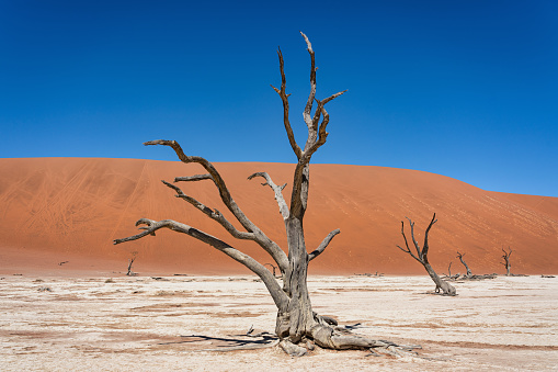 Dead Vlei Namib Desert. Black Dead Camelthorn Trees in the dry Desert Salt Basin Landscape of  Sossusvlei under blue cloudless summer sky. Surreal scenic natural desert landscape. Sesriem, Sossusvlei, Dead Vlei, Namib Desert, Namibia, Southwest Africa, Africa
