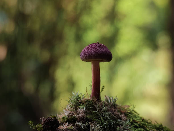istock Red-haired agaric. Tricholomopsis rutilans or commonly known as Plums and Custard. 1496035444