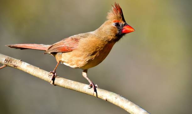 istock Beautiful cardinal female bird on a thin twig with a vibrant beak 1496035890