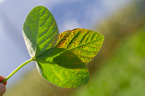 soybean leaf septoria close-up. High quality photo