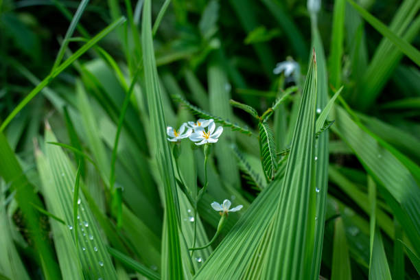 Dayak onion flower or sabrang onion (Eleutherine bulbosa) is blooming
