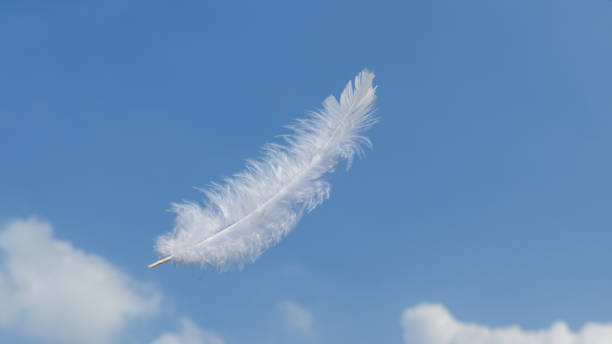 istock Beautiful Soft and Light White Fluffy Feathers Floating inThe Sky with Clouds 1496037918