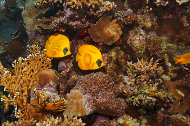 red sea masked butterflyfish fish fish underwater sea life  coral reef  underwater photo scuba diver point of view - 蝴蝶魚 個照片及圖片檔