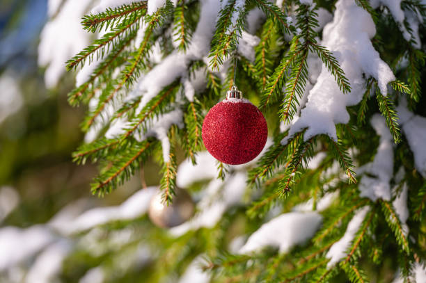 istock Christmas red bauble hanging on Christmas tree branch covered with snow.  Selective focus. 1496039810