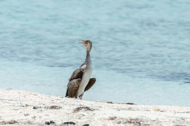 istock Cormorant bird on the beach 1496041442