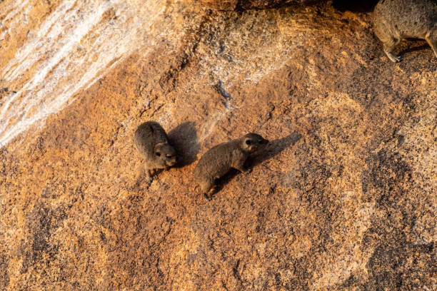 Hyrax near Spitzkoppe The Hyrax, or Dassie -Procavia capensis- is the evolutionary nearest relative of the elephant. Seen here climbing on the rocks near Spitzkoppe, Namibia. tree hyrax stock pictures, royalty-free photos & images