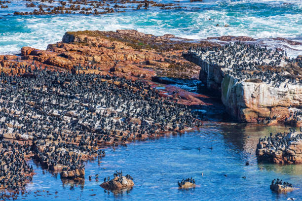 istock Cape of good hope 1496043405