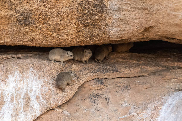 Hyrax near spitzkoppe The Hyrax, or Dassie -Procavia capensis- is the evolutionary nearest relative of the elephant. Seen here climbing on the rocks near Spitzkoppe, Namibia. tree hyrax stock pictures, royalty-free photos & images