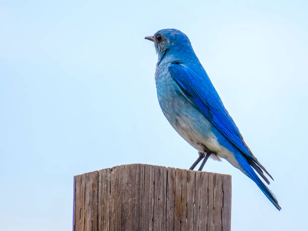 istock A mountain bluebird or Sialia currucoides, a migratory small thrush that is found in mountainous districts of western North America. 1496043416