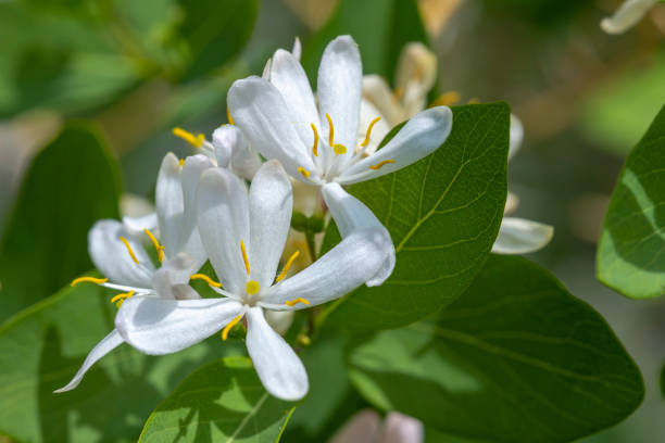 A close up to a Lonicera morrowii or the Morrow's honeysuckle flower plant. A deciduous honeysuckle in the family Caprifoliaceae, native to Japan, Korea, and Northeast China.