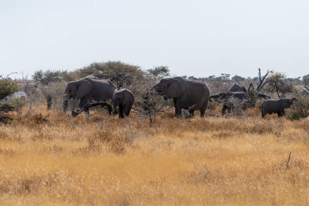 istock A herd of African Elephants in Etosha 1496043445