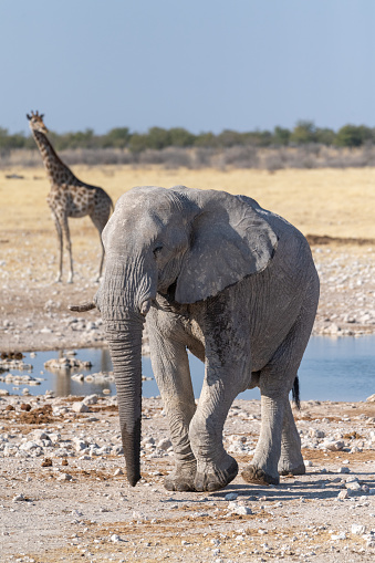 Telephoto shot of one giant African Elephant -Loxodonta Africana- an one Angolean Giraffe - Giraffa giraffa angolensis- walking near a waterhole in Etosha National Park, Namibia.