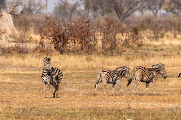 istock A herd of Zebras roaming the Okavango Delta 1496043488