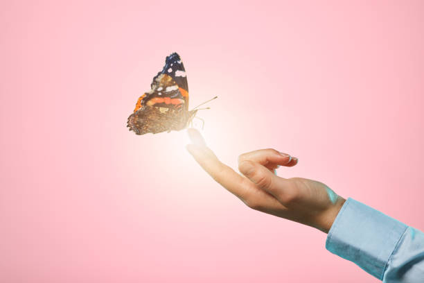 istock Butterfly, studio and hand with insect and lens flare in isolated pink background. Bright, bug and woman hands with nature and spring aesthetic with light glow and bugs with advertisement space 1496046919