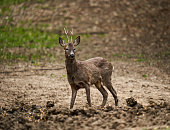 Roebuck shedding its winter fur