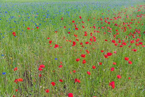 Image of poppy field in bloom during the day in springtime