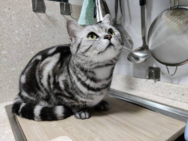 istock a cat sits on top of a kitchen counter under a pot hang 1496049329