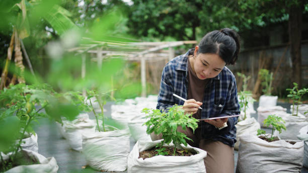 istock A young woman using a digital tablet while inspecting crops on a farm. Doing what's best for the quality growth of her produce. 1496049542