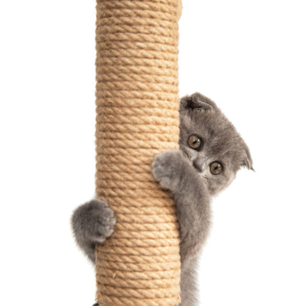 istock Gray British cat kitten funny pet selective focus isolated on the white background 1496050126
