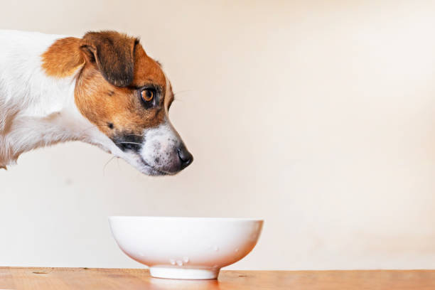 istock muzzle jack russell terrier waiting for food on a light background. Animal care 1496050270