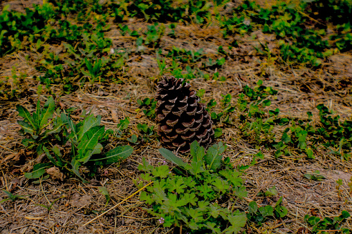Pinecone sitting in the dirt