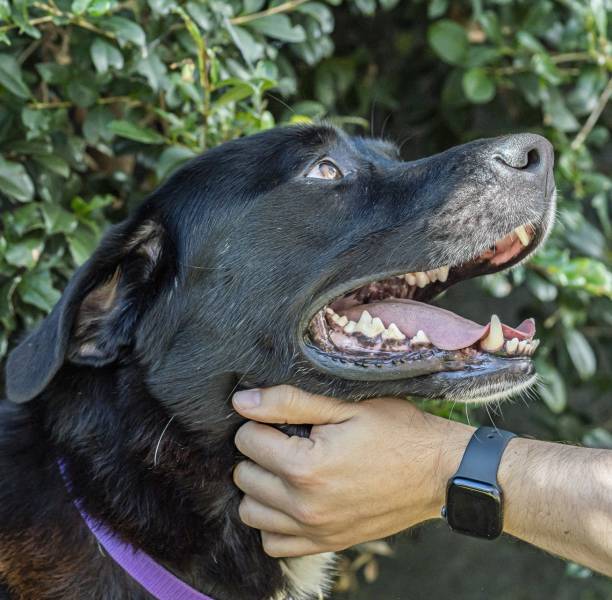 istock A black dog being patted by its owner wearing a smart watch 1496052608