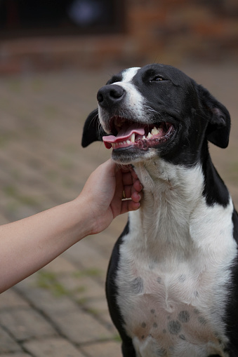 Border collie cross dog being patted by its owners hand