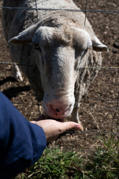 istock A person hand feeding a sheep 1496052645
