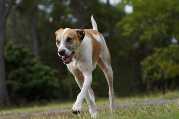 istock A brown and white cross bred dog walking 1496052832