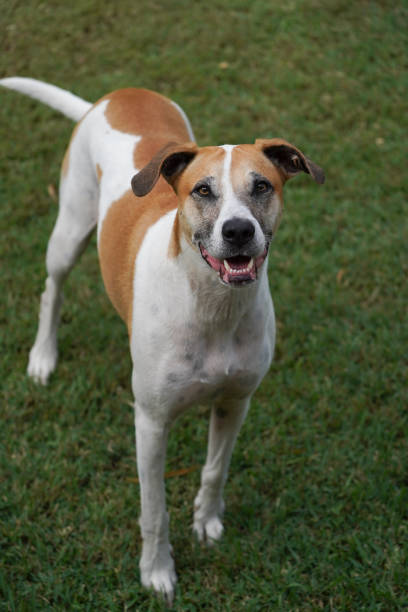 istock Brown and white cross bred dog looking at the camera 1496052887
