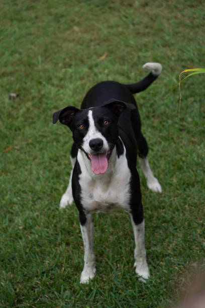 istock A black and white border collie looking at the camera 1496052890