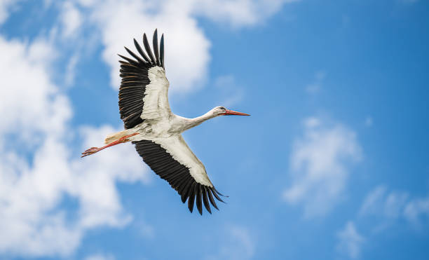 istock Beautiful white stork in flight with a cloudy sky background 1496053990