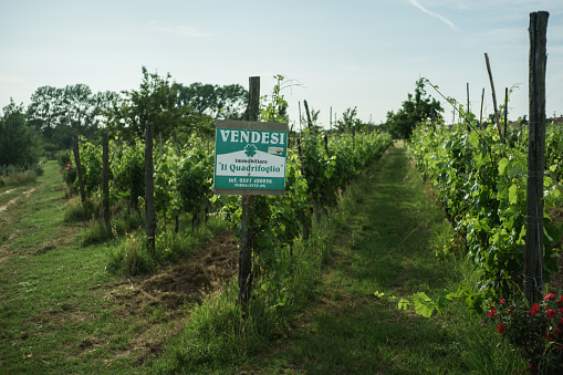 Cenaia, Italy - June 3, 2023: an agricultural field, currently used for vines, is offered for sale. The sign is in Italian and bears the name of the estate agent, \