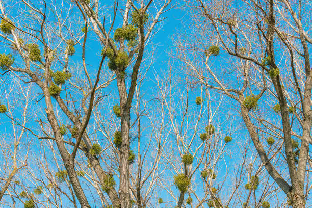 Witch's broom is a tree deformity, dense mass of shoots grows from a single point, with the resulting structure resembling a broom. Selective focus.