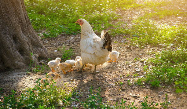 istock naturally fed mother chicken and chicks 1496054877