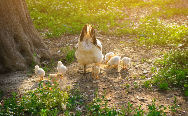 istock naturally fed mother chicken and chicks 1496054878