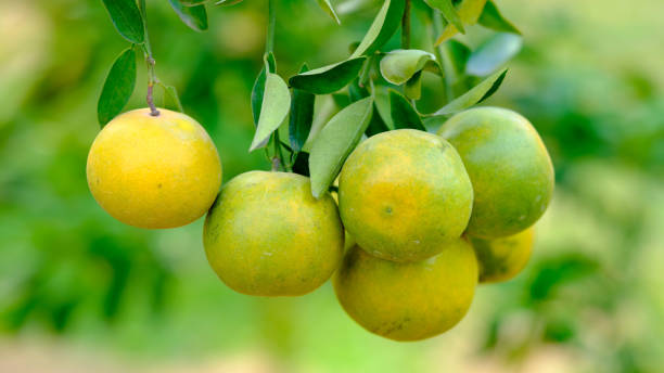 istock tangerines on the tree with green leaves 1496057864