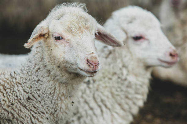 istock Sheep in the paddock. Selective focus. Shallow depth of field 1496063174