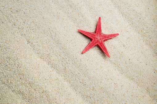 Red starfish on fine sea sand.