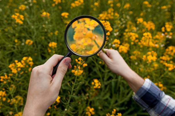 istock A man in a rapeseed field examines yellow rapeseed flowers 1496065878
