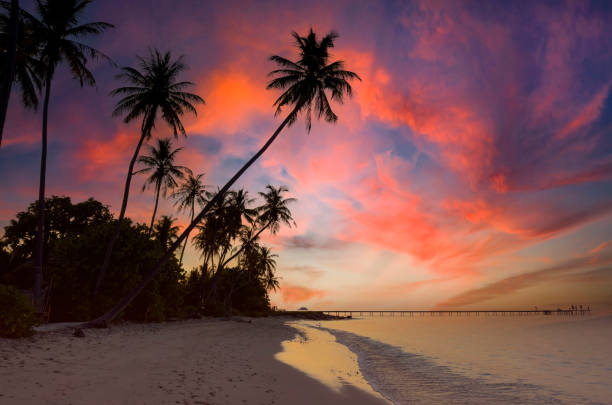istock Summer tropical with colorful theme as palm trees on the beach background 1496066366