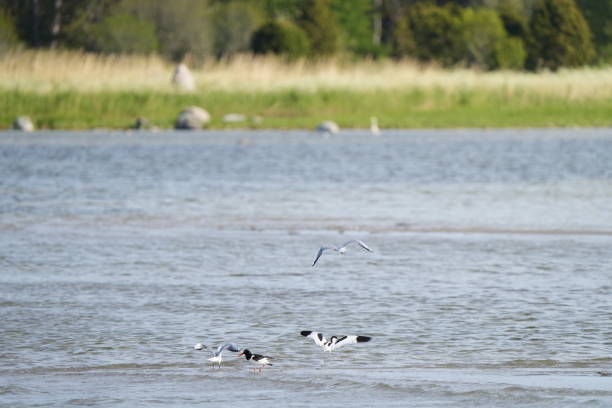 istock Birds on island Gotland 1496067676