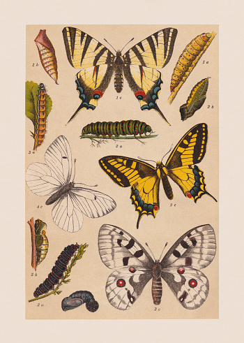 Various butterflies (Papilionoidea): 1) Chinese scarce swallowtail (Iphiclides podalirius), a-caterpillar, b-pupa, c-butterfly; 2) Old World swallowtail (Papilio machaon), a-caterpillar, b-pupa, c-butterfly; 3) Apollo (Parnassius apollo), a-caterpillar, b-pupa, c-butterfly; 4) Black-veined white (Aporia crataegi). Chromolithograph, published in 1892.