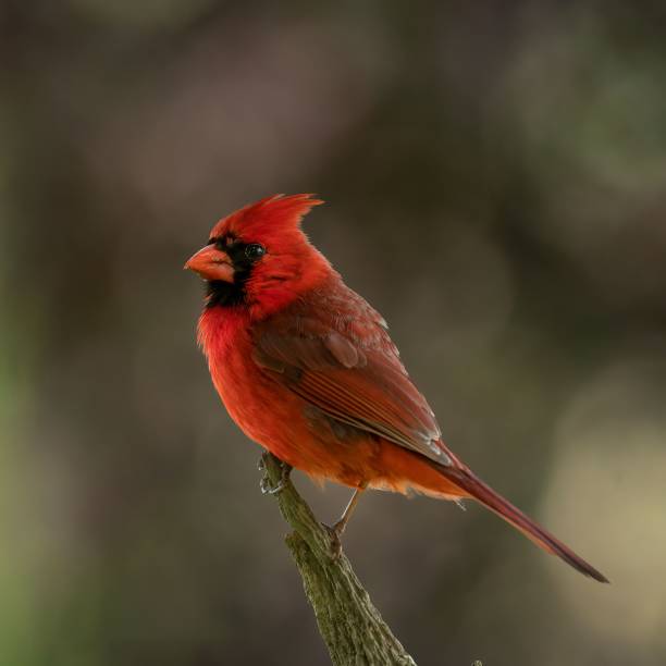 istock Northern cardinal bird perched atop a sturdy branch of a tree. 1496069724