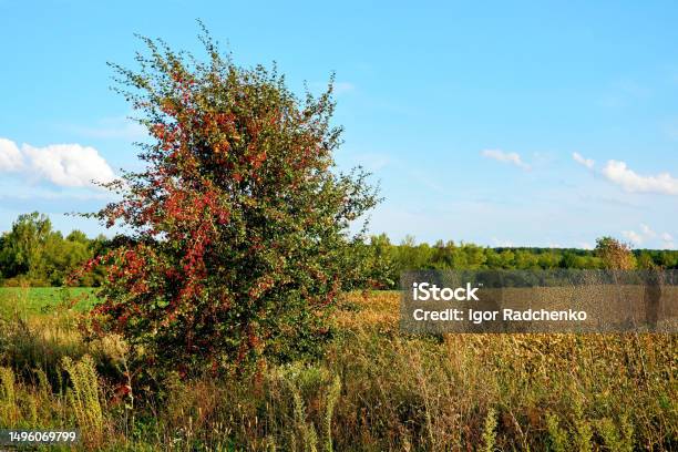 Cây Bụi Táo Gai Crataegus Với Quả Mọng Chín Đỏ Trên Cánh Đồng Nông ...