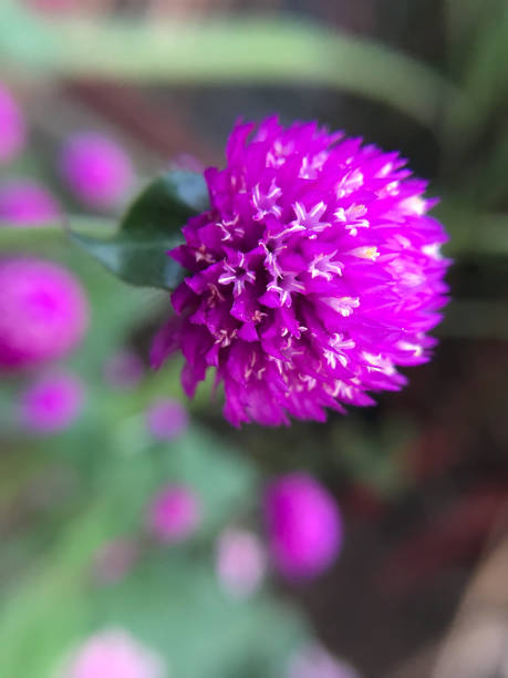 globe amaranth flower or purple bachelor button (gomphrena globosa). close up - globe amaranth imagens e fotografias de stock