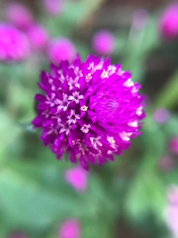 Globe Amaranth flower or purple Bachelor Button (Gomphrena globosa)