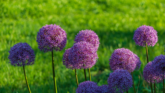 Allium flowers on a background of green grass. Web Banner.