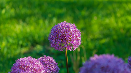 Allium flowers on a background of green grass. Web Banner.